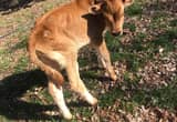 jersey bottle bull calf