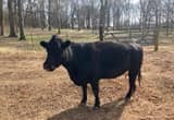 Limousine cattle