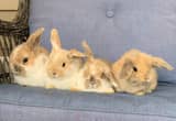 Holland lop Rabbits