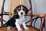 Sweet Beagle puppies available