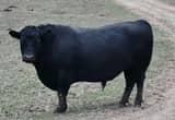 Black Angus Herd Bull