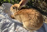 rabbit/ bunnies