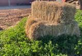 Square bales of Orchard Grass Hay