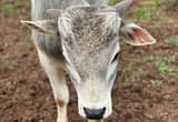 Zebu Bull