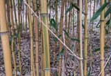 Bamboo Plants