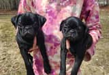 2 Female CKC Registered Pug Puppies 12wk