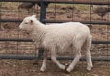 Lambs Ewes & Rams
