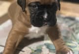 AKC registered boxer puppies