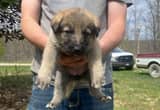 AKC german shepherd puppies