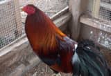 Gamefowl Rooster