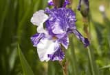 iris rhizomes and daylily clumps