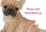 *family Looking 4 Female French Bulldog*