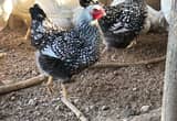 2 silver laced Wyandotte hens