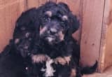 Bernedoodle Pups