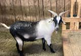 New Zealand Kiko Billy Goat