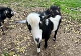 11 mo old Nigerian Dwarf Buck Goat