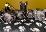 French bulldog puppies AKC registered