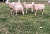 St. Croix and St. Croix/ Katahdin mix lambs