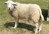 Katahdin Ram