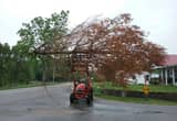 Tree Removal / Land Cleaning