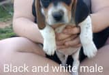 Beagle Puppies