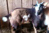 Nigerian dwarf billy goat weatherd