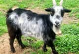 Four Goats Nigerian dwarf