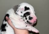 AKC Great Dane Puppies