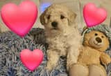 Cute and Cuddly Poochon Puppies