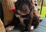 CKC multigenerational Labradoodle Puppy