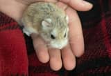 dwarf hamster for free