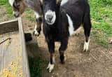 male goat for sale buck baby goats