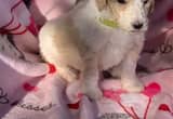 CKC Standard Poodles Puppies For Sale