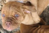 pure breed French mastiff puppies