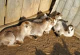 Nigerian/ pygmy goats
