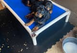 akc Rottweilers