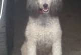 standard poodle