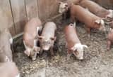 Weaned Pigs -pending pickup