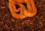 sunkist Python