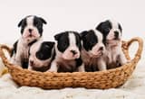 Registered Boston Terrier Puppies