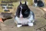 Pedigree Netherland dwarf bunny rabbit