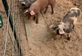 feeder pigs