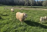 EF Dairy Sheep Ram and Ewe pair fresh