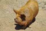 kunekune, pig, barrow