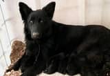 Black and sable German shepherd puppies