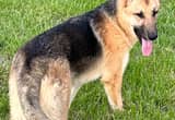 Sweet AKC German Shepherd Female