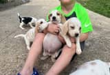 beagle puppys