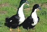 Female Ducks