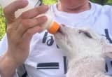 Bottle Ramb Lamb