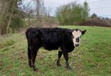 Black Angus/ Black Baldy Heifer and Steer